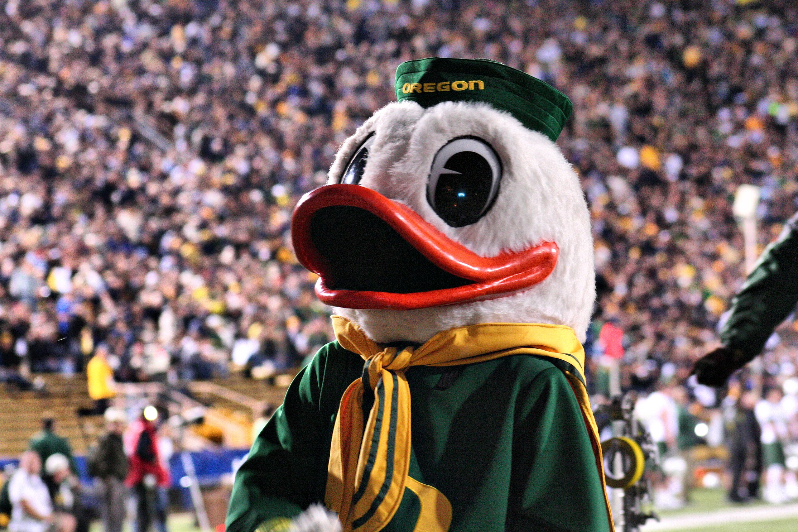 1,016 Oregon Duck Mascot Stock Photos, High-Res Pictures, and Images -  Getty Images