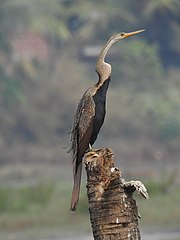 Oriental darter-snake bird-kattampally - 1.jpg