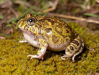 Ornate burrowing frog Species of amphibian