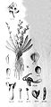 Ornithocephalus gladiatus (as syn. Ornithocephalus falcatus) plate 45, fig. II in: Alfred Cogniaux: Flora Brasiliensis vol. 3 pt. 6 (1904-1906) (Detail)