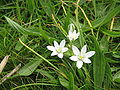 Ornithogalum umbellatum