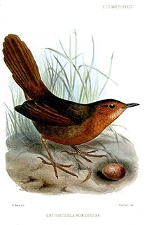 <span class="mw-page-title-main">Rusty thicketbird</span> Species of bird