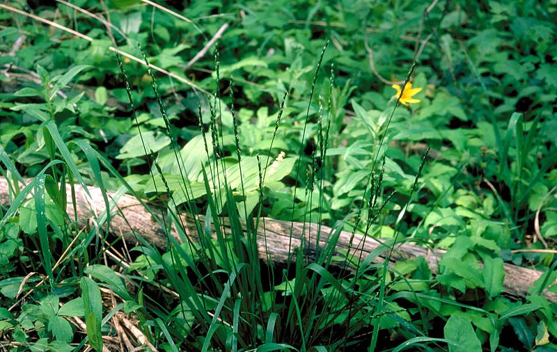 File:Oryzopsis asperifolia InsectImages 1213037 (cropped).jpg