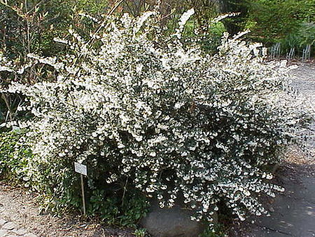 Osmanthus delavayi2.jpg