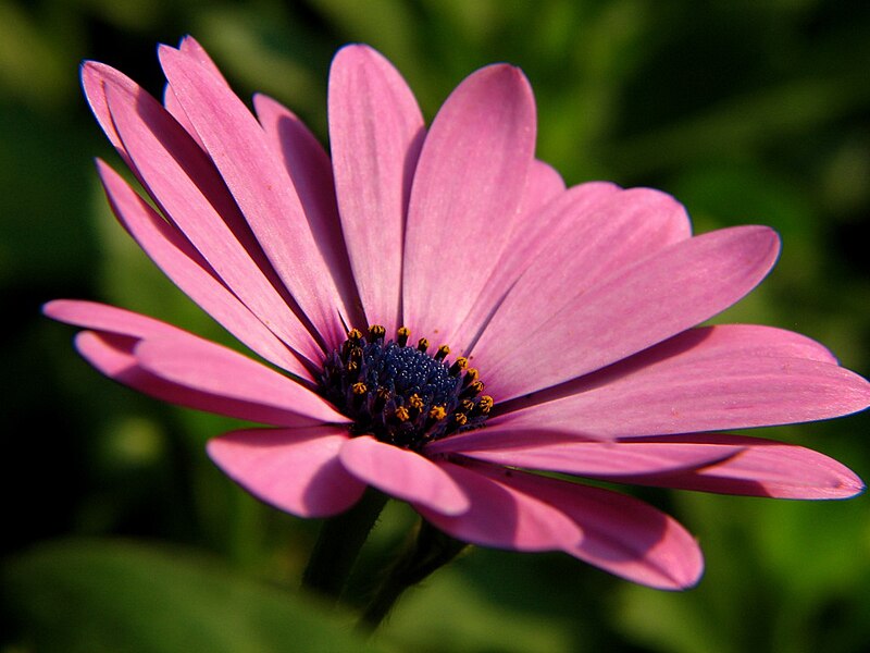 File:Osteospermum Daisy (1342002397).jpg