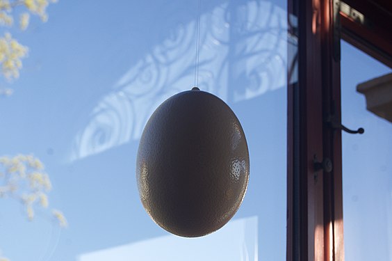 Ostrich Egg in the Window