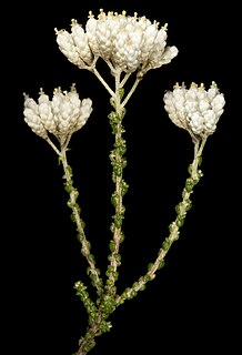 <i>Ozothamnus lepidophyllus</i> Species of plant