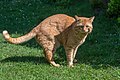 English: Male red tabby cat Deutsch: Roter getigerter Kater