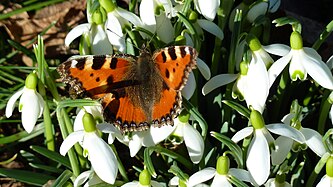 Schmetterling / Aglais urticae / Schneeglöckchen / Galanthus