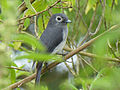 Bergdrongoschnäpper (Dioptrornis (melaenornis) fischeri) Arusha-Nationalpark 2014