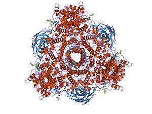 Hemocyanin