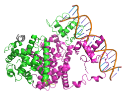 Peroxisome proliferator-activated receptor gamma - Wikipedia