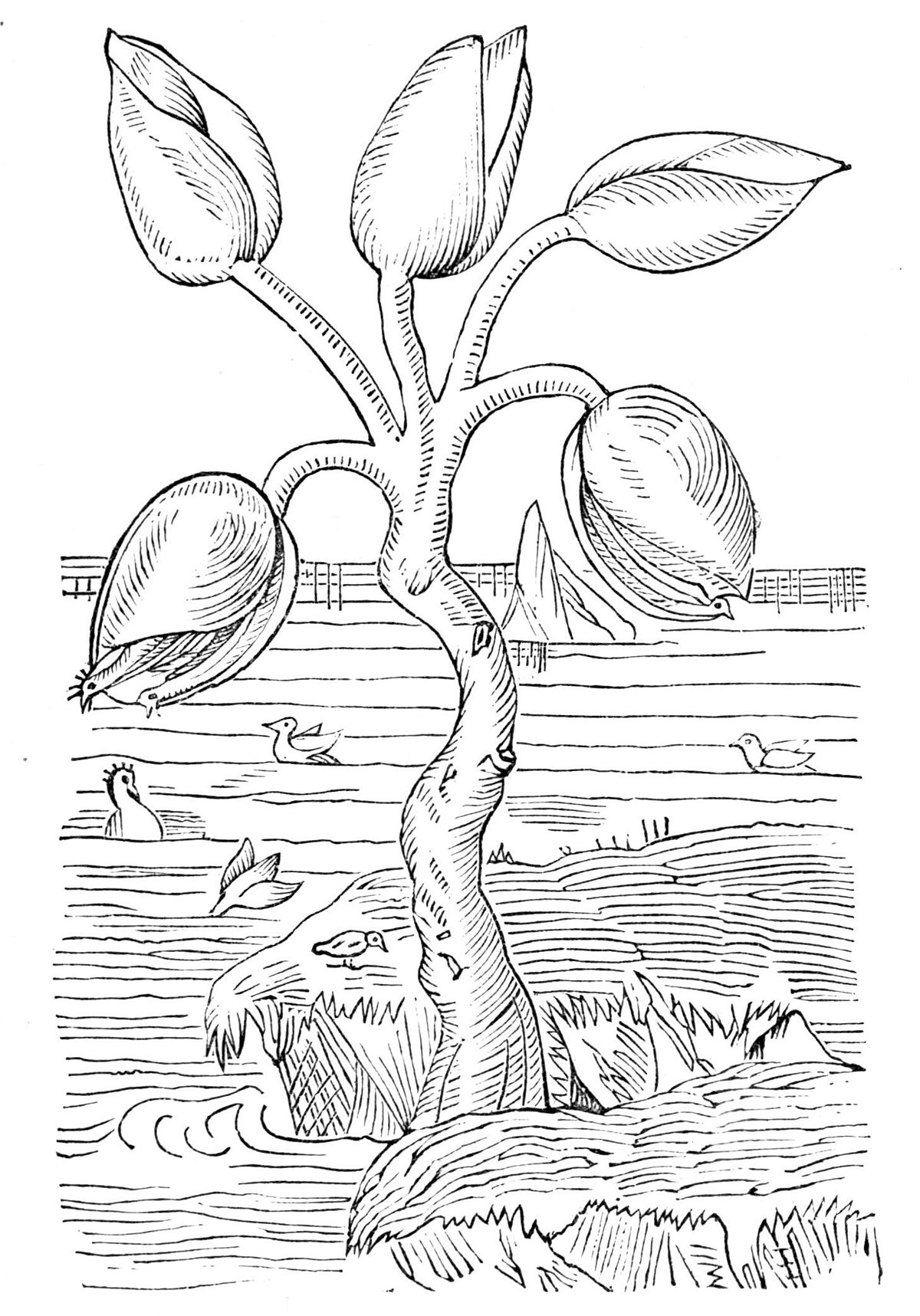 架空の植物一覧 Wikipedia