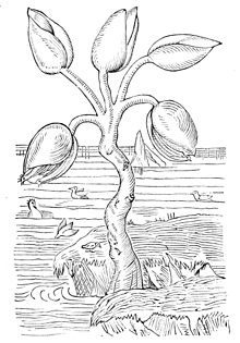 架空の植物一覧 Wikipedia