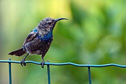 Palestine Sunbird starante sur fence.jpg