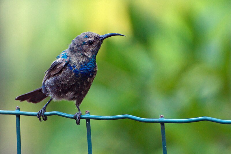 File:Palestine Sunbird standing on fence.jpg