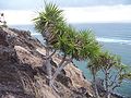 Pandanus heterocarpus