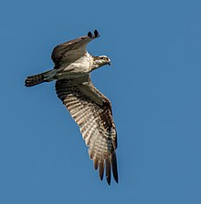 Osprey, Trinidad Pandion haliaetus in flight.jpg