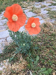 <i>Papaver armeniacum</i> Species of plant in the genus Papaver