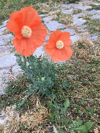 <i>Papaver armeniacum</i> Species of plant in the genus Papaver