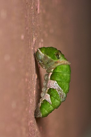 Papilio polymnestor