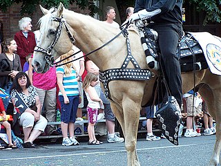 <span class="mw-page-title-main">Parade horse</span>