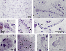 Parasite160019-fig2 - Chromidina spp. (Oligohymenophorea, Opalinopsidae), paraziti hlavonožců ve Středozemním moři.png