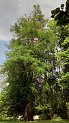 Cyprès chauve de Louisiane.