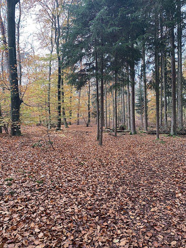 Forêt de Haguenau