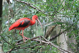 Parque aves Iguaçu scharlachsichler 01.jpg