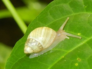 <i>Partula radiolata</i> Species of gastropod