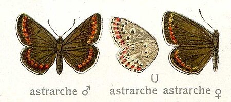 Polyommatus astrarche