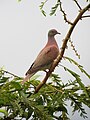 Patagioenas cayennensis Paloma morada Pale-vented Pigeon (6260383723).jpg