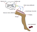 Reflexus ligamenti patellae examinationis segmentorum L2, L3, L4