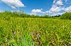 Pea Creek Sedge Meadow.jpg