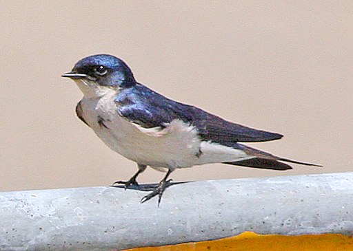 Pearl-breasted Swallow (Hirundo dimidiata) (8077257373)