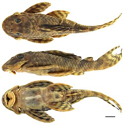 Peckoltia wernekei