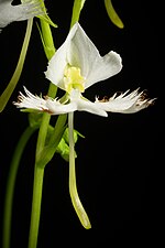 Hình thu nhỏ cho Pecteilis radiata