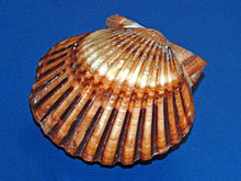 Shell of Argopecten irradians from Bermuda Islands at the: Museo Civico di Storia Naturale di Milano