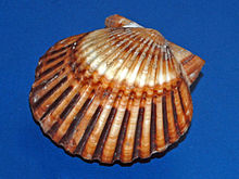 Pektinidae - Argopecten irradians.JPG