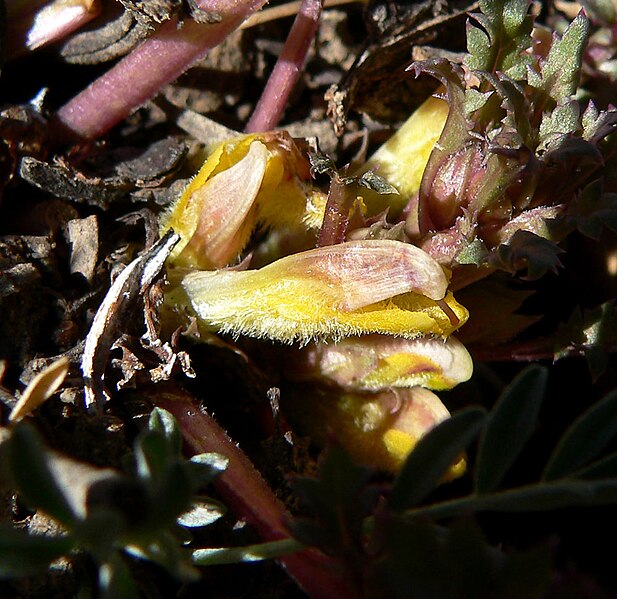 File:Pedicularis semibarbata ssp charlestonensis 3.jpg