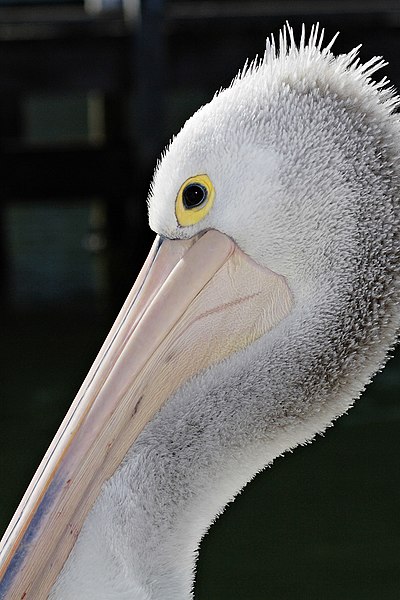 File:Pelican closeup.jpg