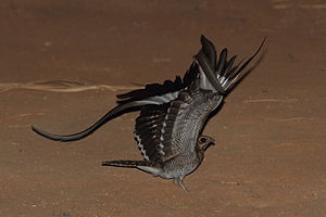 Pennant-winged Nightjar, Sakania, DRC (8009726899) (2).jpg