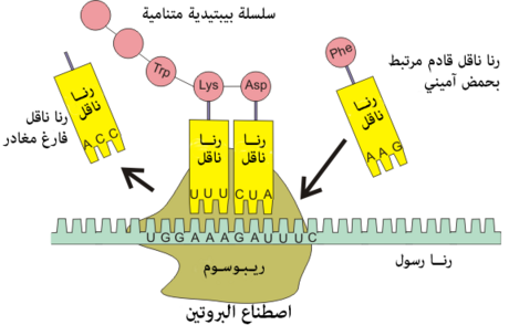 حمض نووي ريبوزي ناقل