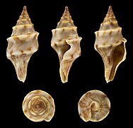 Perrona spirata, shell