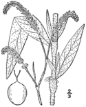 Persicaria careyi BB-1913.png