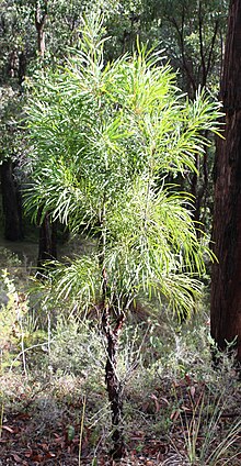 Persoonia longifolia дърво2.jpg