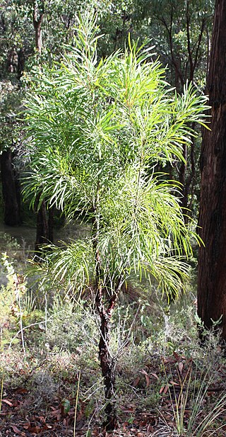 <i>Persoonia longifolia</i> Species of flowering plant