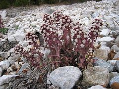 Petasites paradoxus.jpg