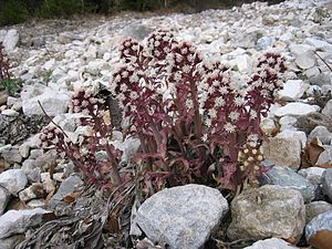 Alpine butterbur (Petasites paradoxus)